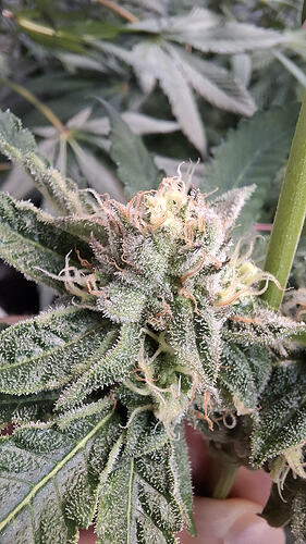 Air Lemon Green House Co. Seeds - bud - Prempavee App