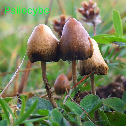 Untitled-1 Psilocybe