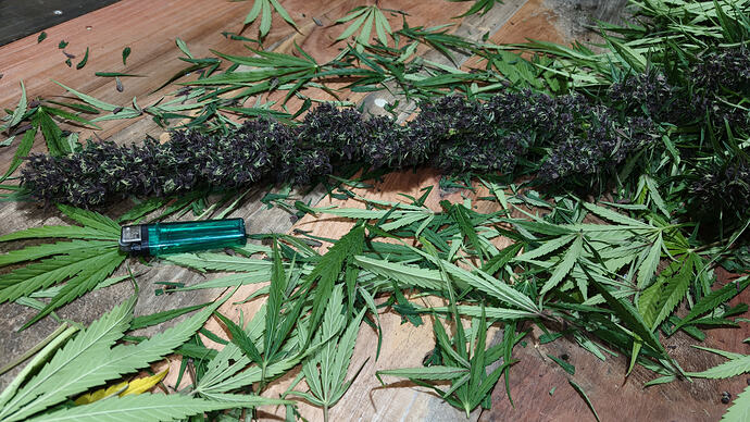 Purple Thai "berries"