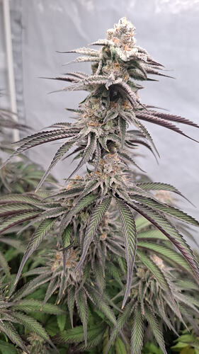 EXQISITAA (Masterpiece female x Haole Moonshine male )