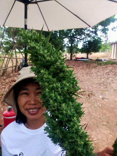 PrempaveeApp - Prempavee holding a fresh PowerPrem cannabis flower