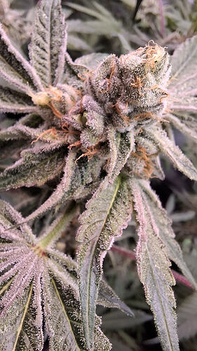 Air Lemon Green House Co. Seeds