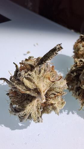 Legendary OG Punch (Royal Queen Seeds ) dry Flowers