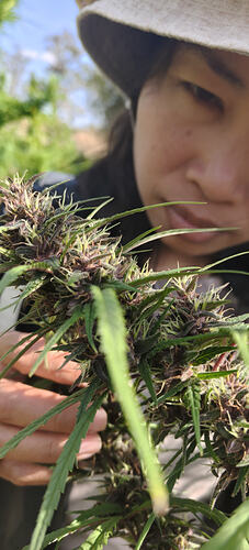 Purple Thai "Prempavee Selections"
