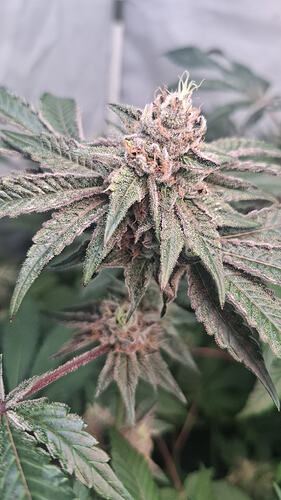 Air Lemon Green House Co. Seeds