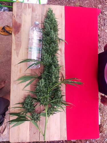 PowerPrem very big top bud