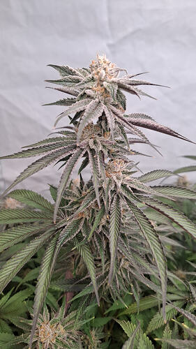 EXQISITAA cannabis bud indoor