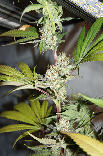 Neville's Haze Ganja