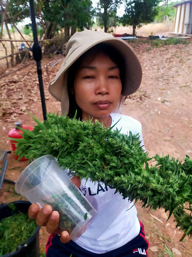 PrempaveeApp - Prempavee with a fresh PowerPrem ganja flower