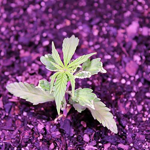 05 Wk 4 Day 1 Garden