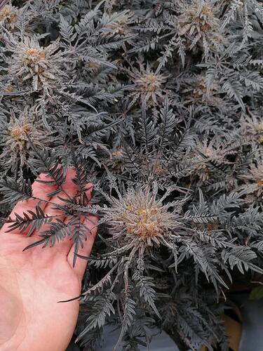 Frosty's Purple Freaks Khalifa Genetics