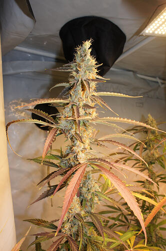 Fruity juice ® sensi seeds
