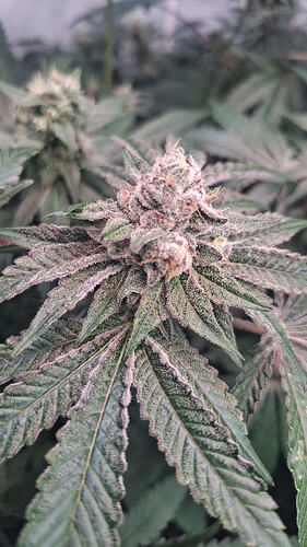 Air Lemon Green House Co. Seeds