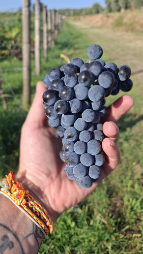 Grappolo d'uva rossa