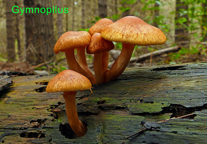 Untitled-9 Gymnopilus