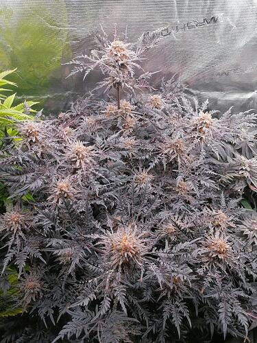 Frosty's Purple Freaks Khalifa Genetics
