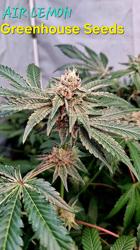 Air Lemon Green House Co. Seeds - Cannabis Strain - Prempavee App