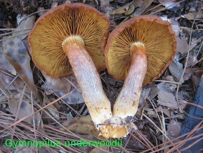 Untitled-10 Gymnopilus underwoodii