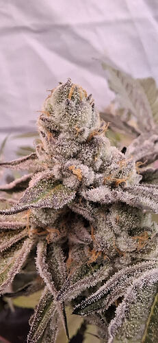 Air Lemon GH *