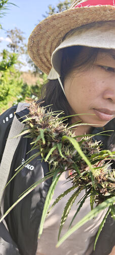 Purple Thai "Prempavee Selection"