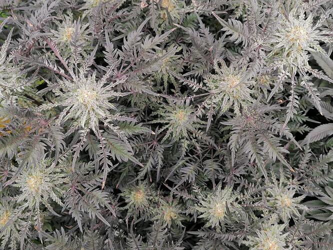 Frosty's Purple Freaks Khalifa Genetics