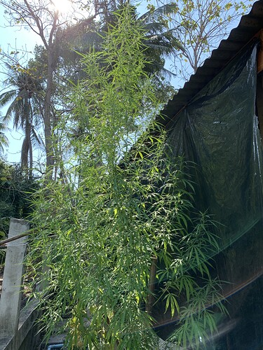 Tiger Tail 2025