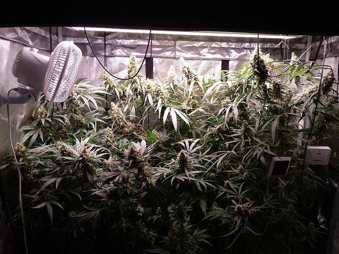 jamacan pearl-og kush-acapulco gold2 flo54