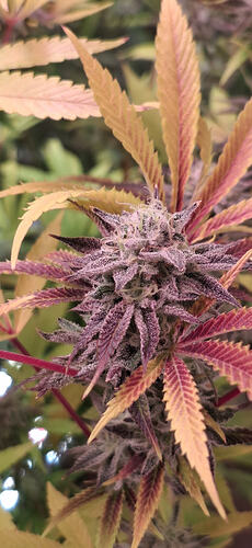 Purple weed und 1ganjacup.com