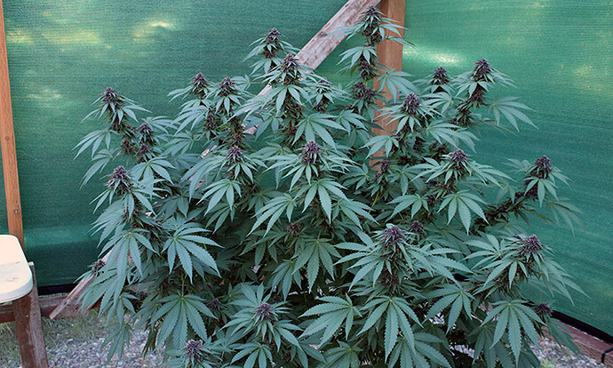 10-08-2025 Garden 04