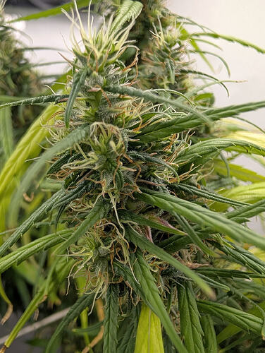 g8 BM f95 05