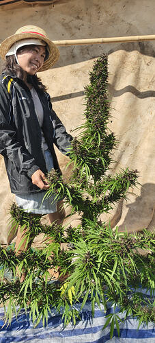 Purple Thai "Fat Tail" 2026 Prempavee Selections