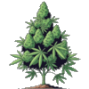 :bonsai: